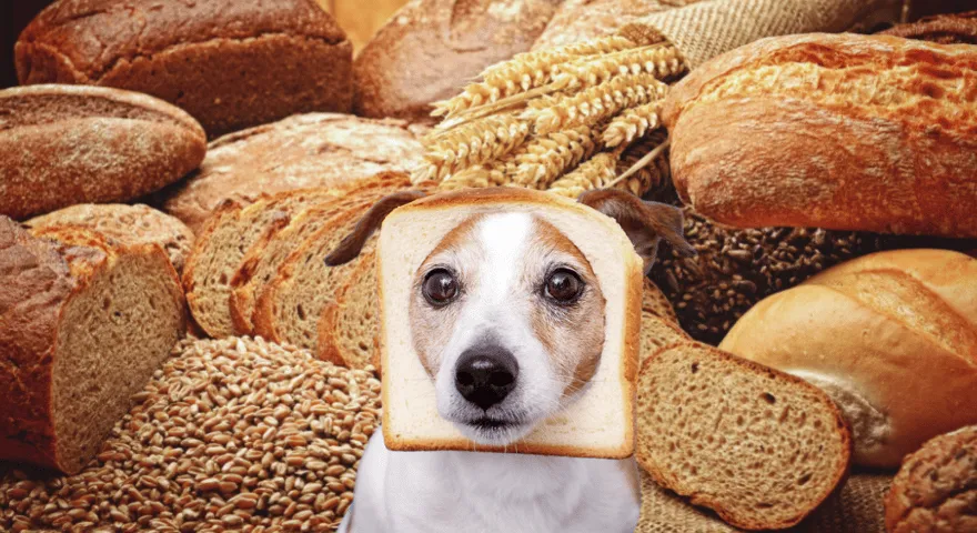 Leivän ainesosat ovat haitallisia koirille