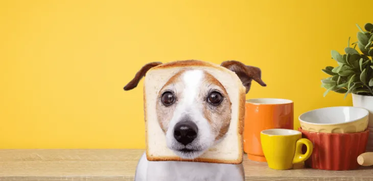 Voivatko koirat syödä leipää?