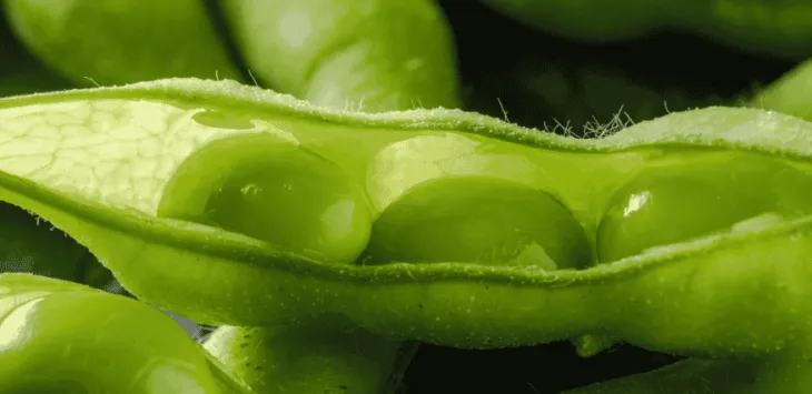 Kan hunde spise Edamame?