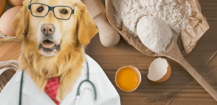 Kan hundar äta mjöl?