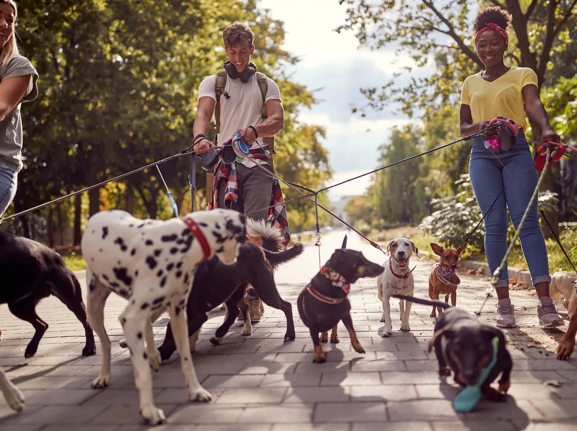Jak utrzymać psa aktywnego w pracy' title='Jak utrzymać psa aktywnego w pracy