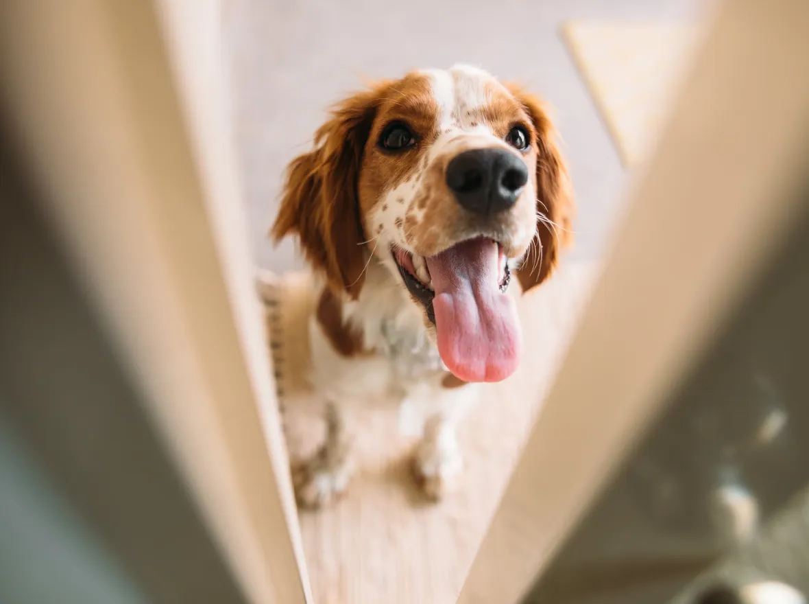 ćwiczenia dla psów ndoor na deszczowe dni