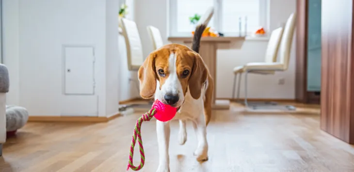 Najbolje vježbe za pse u zatvorenom za kišne dane
