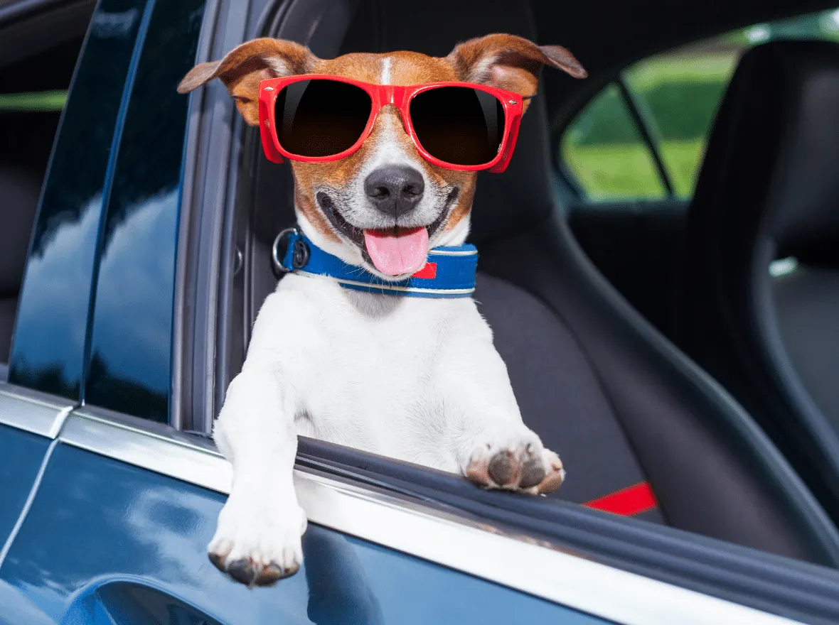 Σκύλος για οδικό ταξίδι