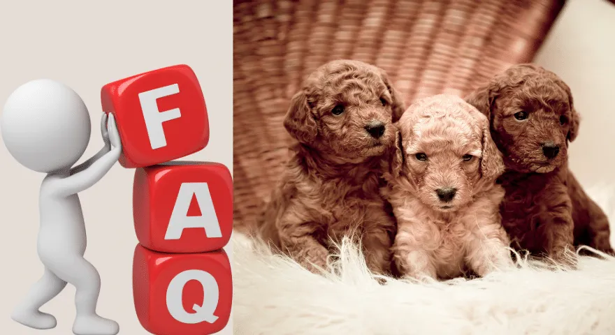 Często zadawane pytania Rozwój szczenięcia od 1 do 8 tygodni