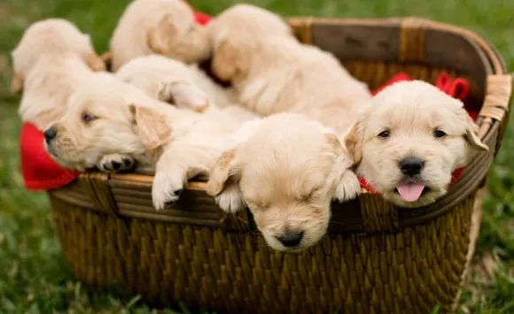 Puppyontwikkeling van 1 tot 8 weken