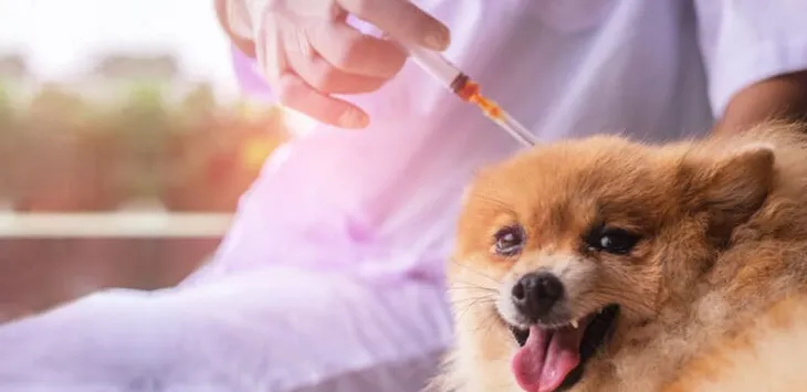 Hund jault, wenn er Insulin bekommt