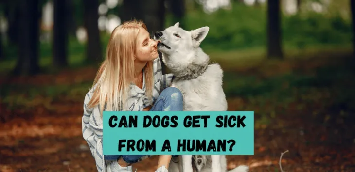 Czy psy mogą zachorować od człowieka?