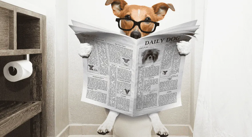 Kako dolgo lahko psi zadržijo lulanje