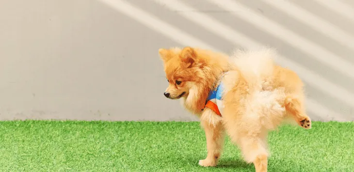 Kako dolgo lahko psi zadržijo lulanje