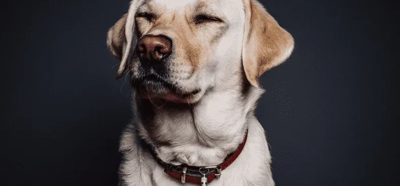 Sådan træner du en migrænealarmhund til at alarmere