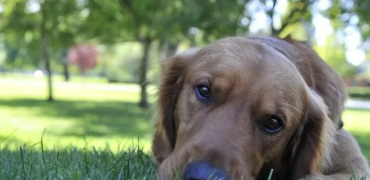 Как да обучим предупредително куче за мигрена