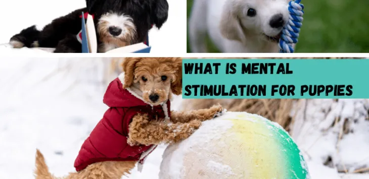 Czym jest stymulacja psychiczna u szczeniąt