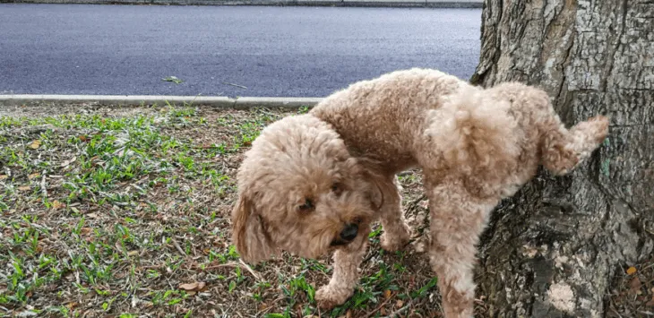 Куче пикае кръв, но се държи нормално