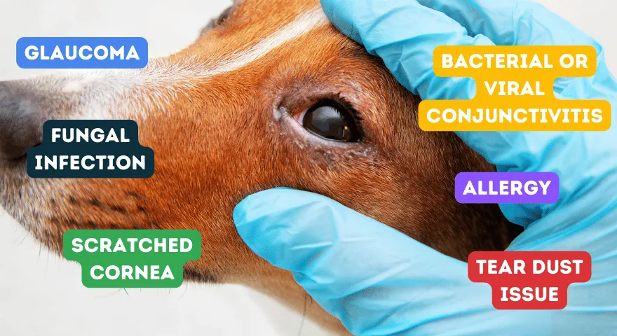 Pourquoi les yeux des chiens sont-ils gonflés