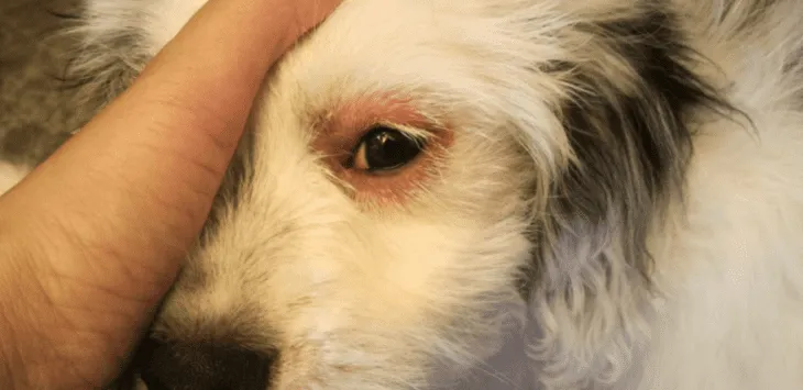 Zašto su psima natečene oči?