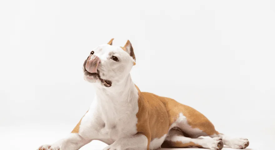 Symptomer på Downs syndrom hos hunde