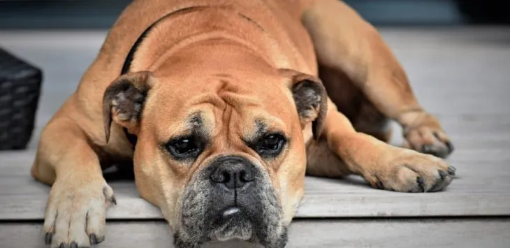 Er der hunde med Downs Syndrom