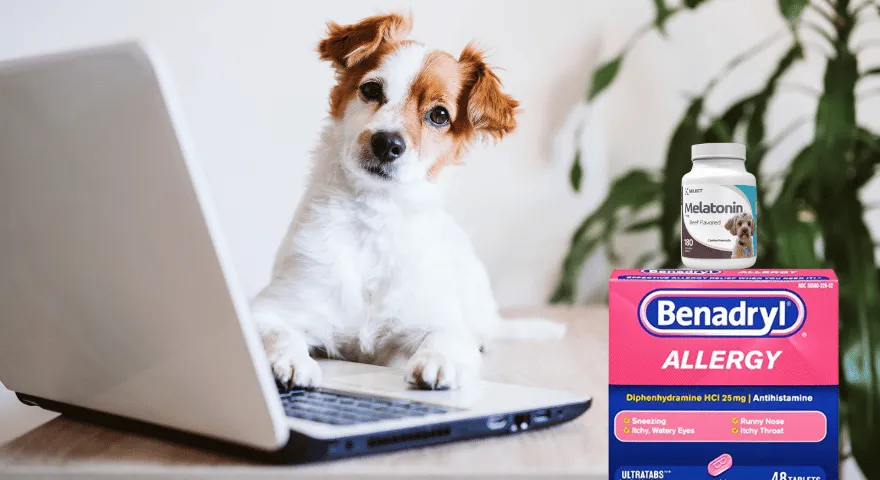 Daj mojemu psu Benadryl i melatoninę' title='Czy mogę podać mojemu psu benadryl i melatoninę?