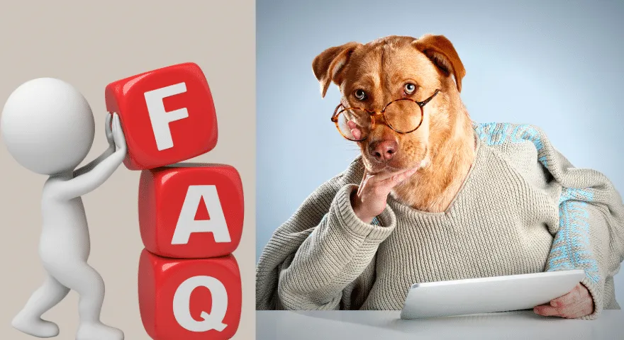 Czy mogę podać mojemu psu benadryl i melatoninę?' title='Czy mogę podać mojemu psu benadryl i melatoninę?