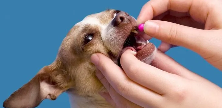 Czy mogę podać mojemu psu benadryl i melatoninę?