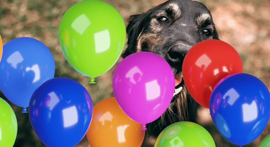 Twój pies zjada balon