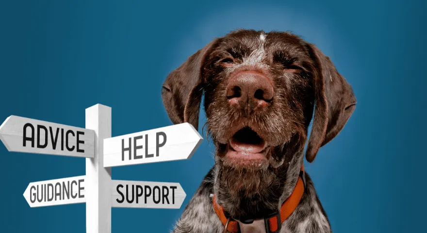 Użyj, aby zatrzymać kichanie wsteczne u Twojego zwierzaka