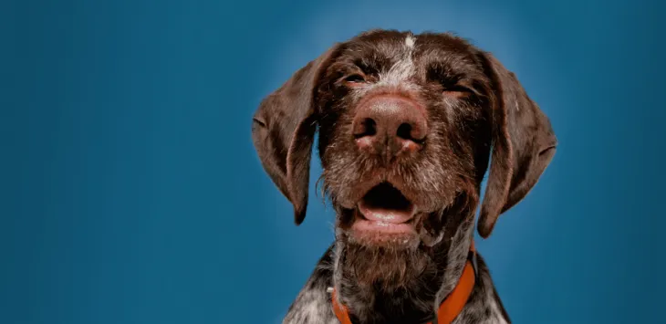 Vad är och hur man stoppar hundens omvända nysning