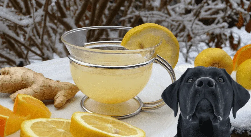 Jak przygotować sok z cytryny dla psa