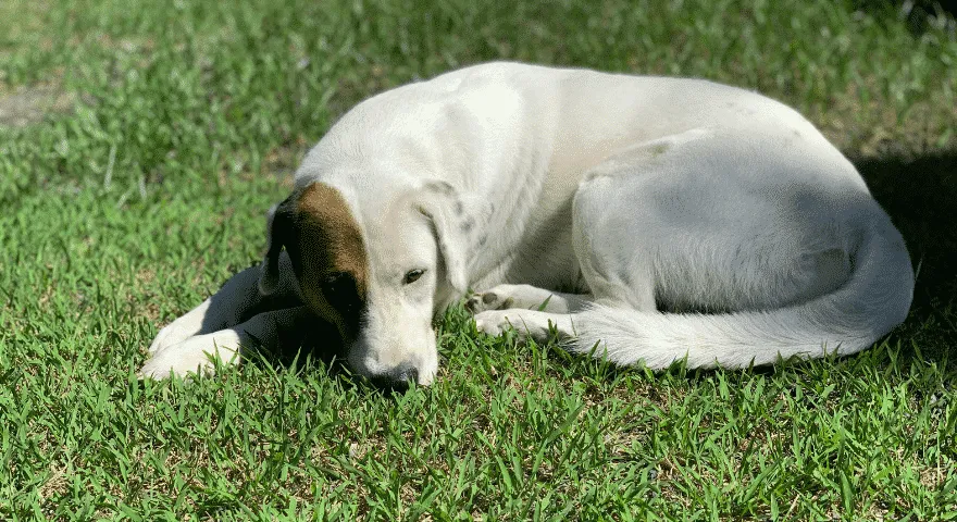 Koirien keskilämpötila