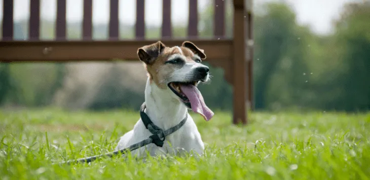 Kuinka kuuma on liian kuuma koirille?