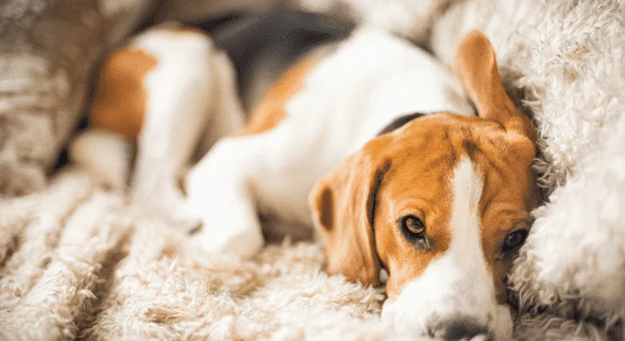 zwierzę ma biegunkę