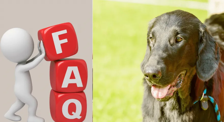 Często zadawane pytania Mój pies ma biegunkę, ale zachowuje się dobrze