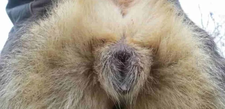 Hvorfor lekker hunnhunden min klar væske?