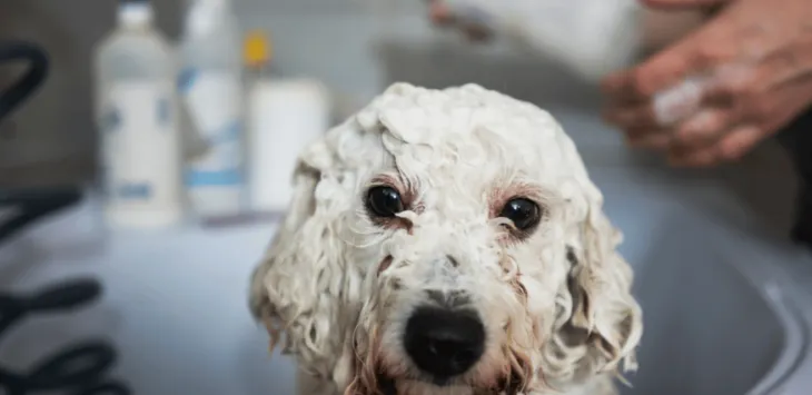 Czy psy mogą używać szamponu dla ludzi?