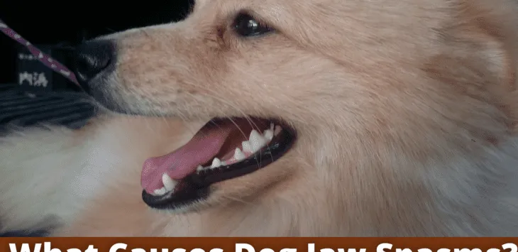 Apa Penyebab Kejang Rahang Anjing?