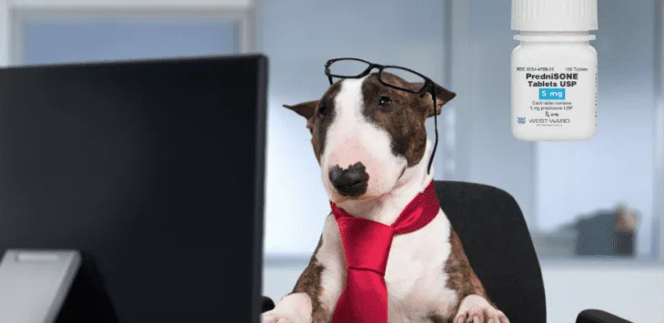 Pies dziwnie zachowujący się na prednizonie