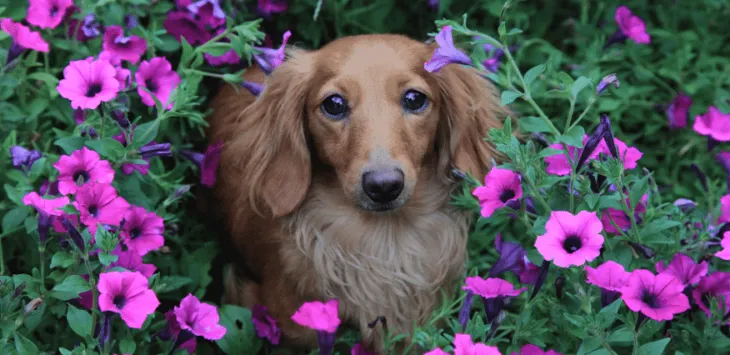 Gos que actua estrany després d'un tret de moquillo