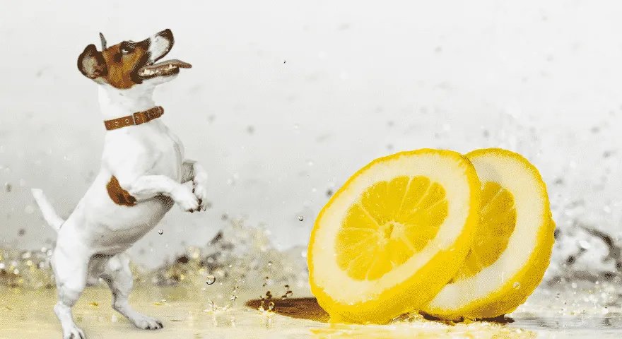 Citrónová voda na vášho psa
