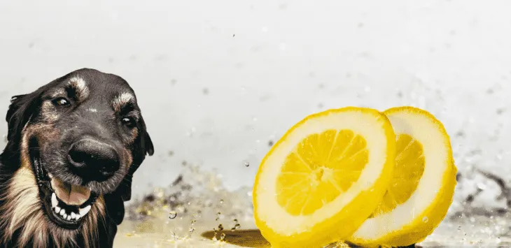 Ihatnak a kutyák citromos vizet?