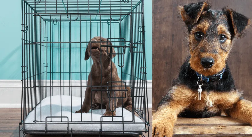 Pospravite hišnega ljubljenčka v zaboj med delom