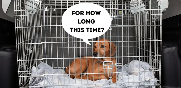 Ali lahko svojega psa zaprem v zaboj za 12 ur ali celo dlje?