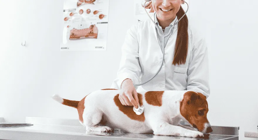 zabierz psa do weterynarza