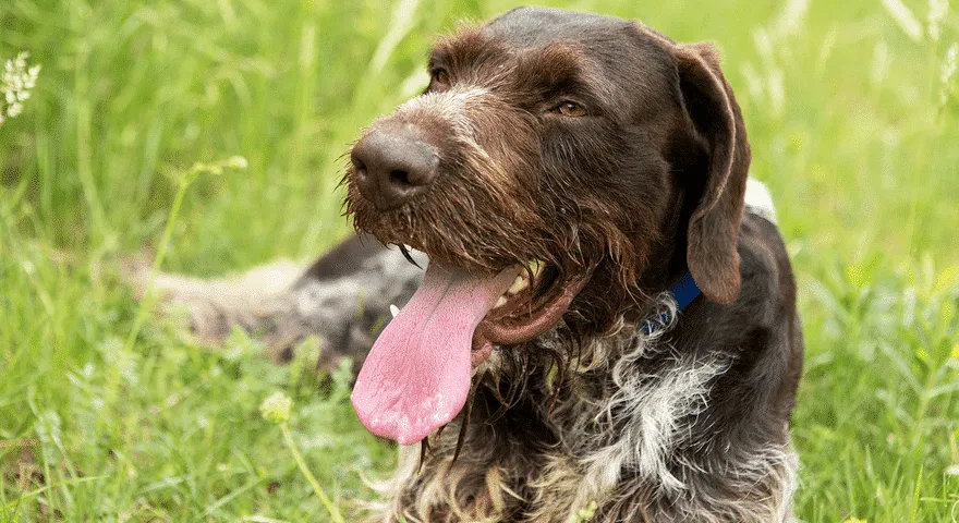 私の犬がいつも喘ぎ、落ち着きがないのはなぜですか