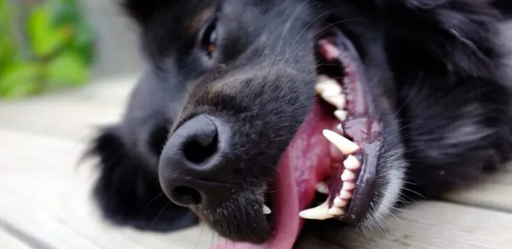 私の犬がいつも喘ぎ、落ち着きがないのはなぜですか