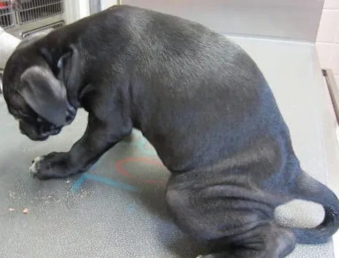 背中を反らせた犬