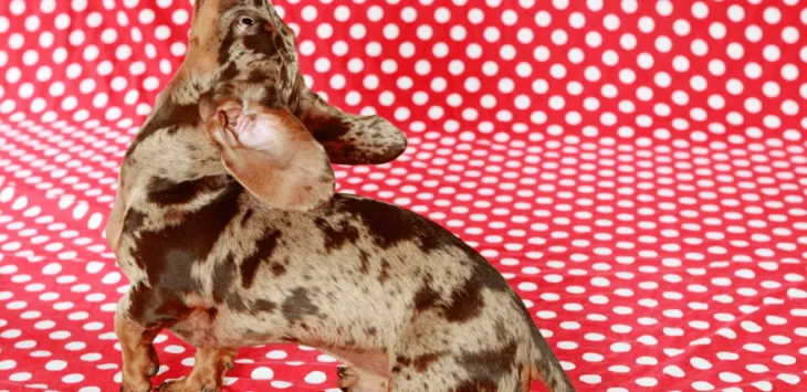 גב קשתי בכלבים: למה זה קורה?