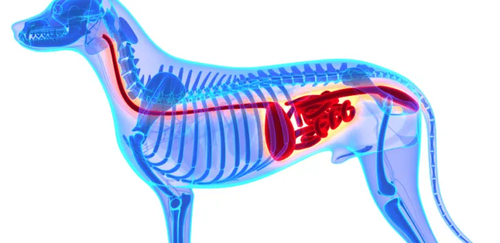 Ile czasu zajmuje psu trawienie jedzenia
