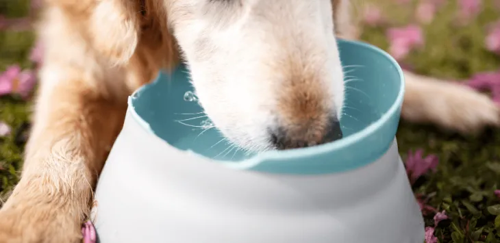 Hvor meget skal hunde drikke?