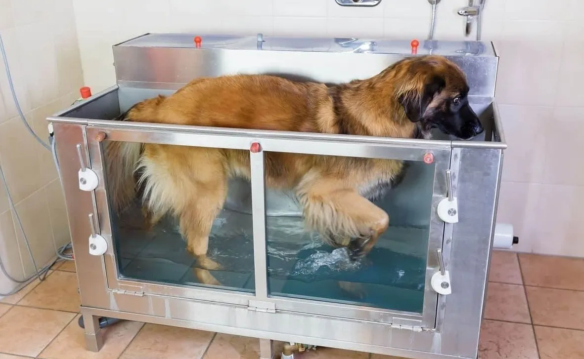 Hidroterápia kutyáknak: alapok és előnyök
